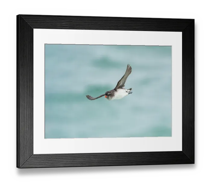 Framed Print : Parakeet auklet (Aethia psittacula) in flight over water, with a bulging throat pouch, full of food for chicks, St. Paul, Pribilof Islands, Alaska, USA. August Framed Print : Parakeet auklet (Aethia psittacula) in flight over water, with a bulging throat pouch, full of food for chicks, St. Paul, Pribilof Islands, Alaska, USA. August