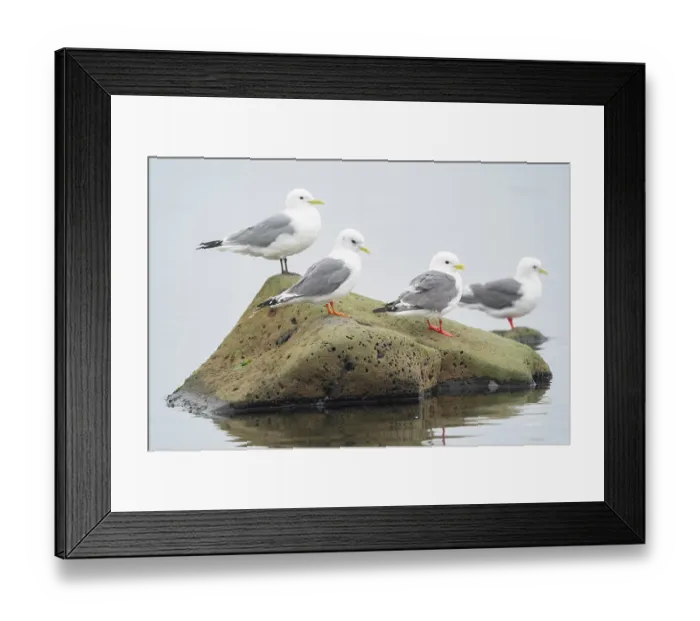Framed Print : Three Red-legged kittiwakes (Rissa brevirostris) and a Black-legged kittiwake (Rissa tridactyla) perched on a rock along the shore, St. Paul, Pribilof Islands, Alaska, USA. August Framed Print : Three Red-legged kittiwakes (Rissa brevirostris) and a Black-legged kittiwake (Rissa tridactyla) perched on a rock along the shore, St. Paul, Pribilof Islands, Alaska, USA. August
