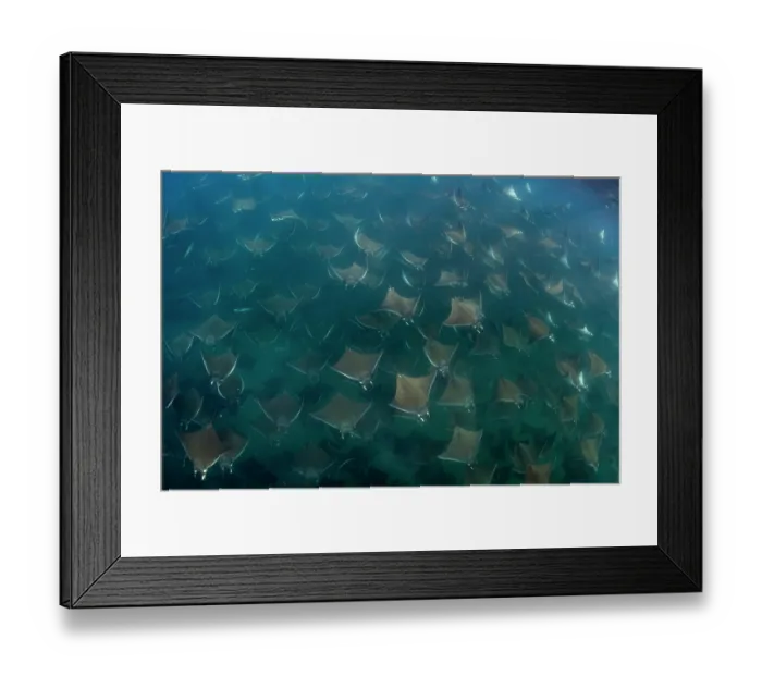 Framed Print : Munk's devil rays (Mobula munkiana) large shoal aggregating underwater, La Ventana, Baja California, Mexico, Sea of Cortez Framed Print : Munk's devil rays (Mobula munkiana) large shoal aggregating underwater, La Ventana, Baja California, Mexico, Sea of Cortez