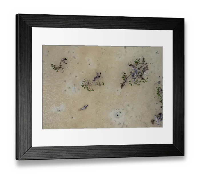 Framed Print : Aerial view of Lemon shark (Negaprion brevirostris) pup turning on its side to scratch itself on the sand in a mangrove creek, Eleuthera, Bahamas, Caribbean Sea Framed Print : Aerial view of Lemon shark (Negaprion brevirostris) pup turning on its side to scratch itself on the sand in a mangrove creek, Eleuthera, Bahamas, Caribbean Sea