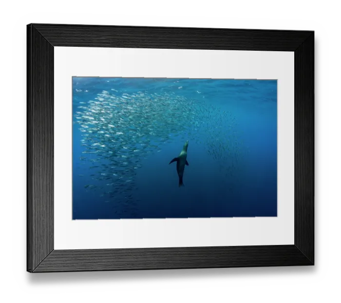 Framed Print : California sea lion (Zalophus californianus) hunting a baitball of Sardines (Sardinops sagax), La Ventana, Sea of Cortez, Baja California, Mexico Framed Print : California sea lion (Zalophus californianus) hunting a baitball of Sardines (Sardinops sagax), La Ventana, Sea of Cortez, Baja California, Mexico