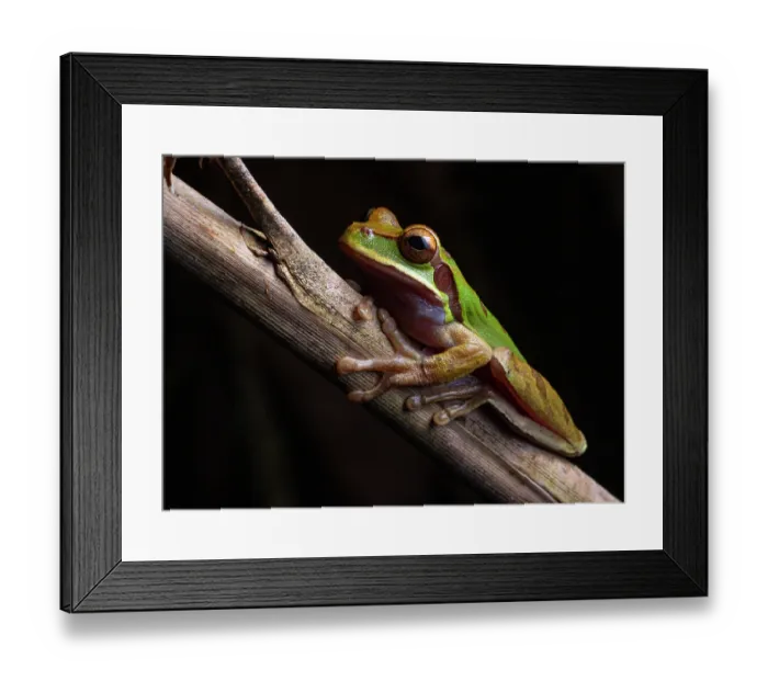 Framed Print : Blue-spotted Mexican tree frog (Smilisca cyanosticta) resting on branch, Finca Sacmoc, Alta Verapaz, Guatemala