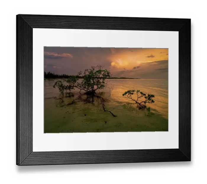 Framed Print : Red mangroves (Rhizophora mangle) backlit at sunset with lightning in background, Eleuthera, Bahamas, Caribbean Sea Framed Print : Red mangroves (Rhizophora mangle) backlit at sunset with lightning in background, Eleuthera, Bahamas, Caribbean Sea