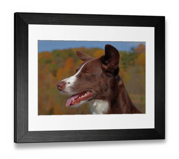Framed Print : Chocolate border collie, head portrait, Maryland, USA. October Framed Print : Chocolate border collie, head portrait, Maryland, USA. October