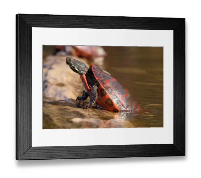 Framed Print : Northern red-bellied turtle (Pseudemys rubriventris) hauling out of water onto basking log, Maryland, USA. October Framed Print : Northern red-bellied turtle (Pseudemys rubriventris) hauling out of water onto basking log, Maryland, USA. October