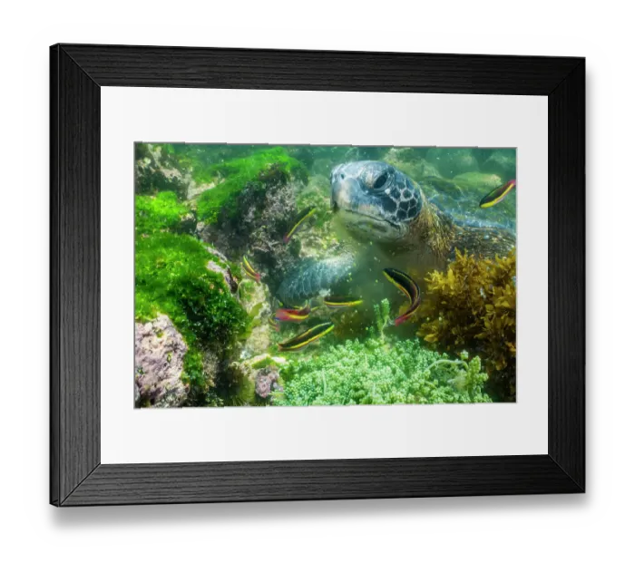 Framed Print : Green turtle (Chelonia mydas) feeding on shallow water seaweed with Rainbow wrasses (Coris sp.) snatching morsels, Punta Espinosa, Fernandina island, Galapagos Islands Framed Print : Green turtle (Chelonia mydas) feeding on shallow water seaweed with Rainbow wrasses (Coris sp.) snatching morsels, Punta Espinosa, Fernandina island, Galapagos Islands