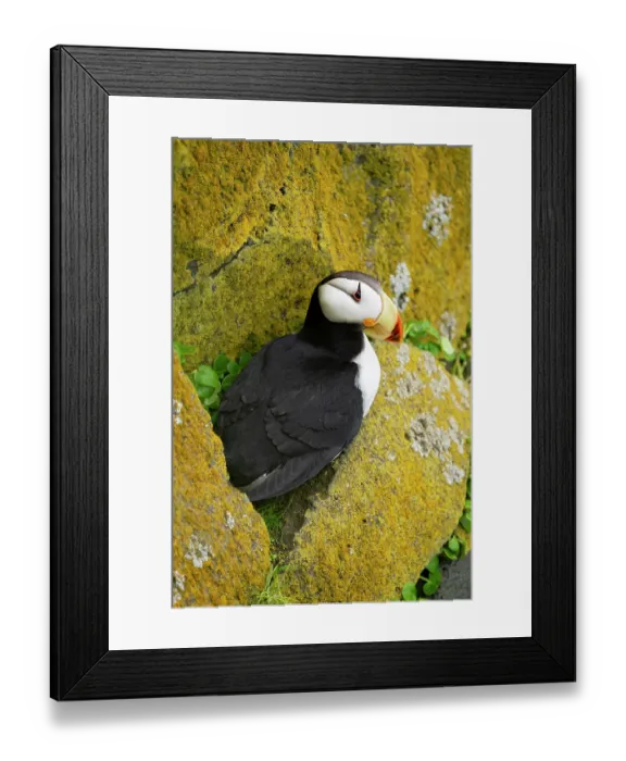 Framed Print : Horned puffin (Fratercula corniculata) resting on small ledge amid yellow lichen-encrusted rocks, St. Paul, Pribilof Islands, Alaska, USA. July Framed Print : Horned puffin (Fratercula corniculata) resting on small ledge amid yellow lichen-encrusted rocks, St. Paul, Pribilof Islands, Alaska, USA. July