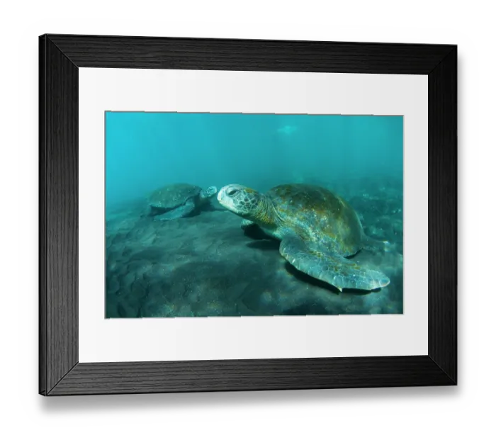 Framed Print : Green turtles (Chelonia mydas) resting on seafloor, Isabela Island, Galapagos Islands, Pacific Ocean. Endangered Framed Print : Green turtles (Chelonia mydas) resting on seafloor, Isabela Island, Galapagos Islands, Pacific Ocean. Endangered