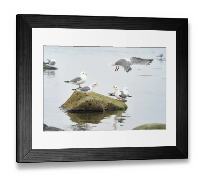 Framed Print : Group of Red-legged kittiwakes (Rissa brevirostris) perched on a rock along the shore, two calling as another flies overhead Framed Print : Group of Red-legged kittiwakes (Rissa brevirostris) perched on a rock along the shore, two calling as another flies overhead
