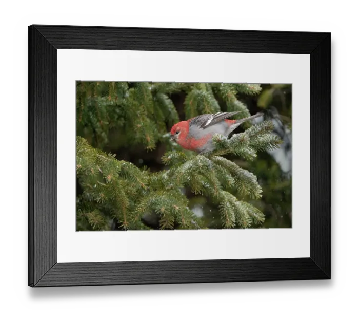 Framed Print : Pine grosbeak (Pinicola enucleator) male, feeding on Spruce (Picea sp.) buds in late winter, Burlington, Vermont, USA. February Framed Print : Pine grosbeak (Pinicola enucleator) male, feeding on Spruce (Picea sp.) buds in late winter, Burlington, Vermont, USA. February