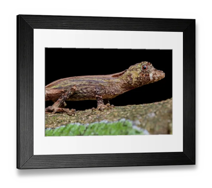 Framed Print : Bighead anole (Anolis capito) portrait, Finca Sacmoc, Alta Verapaz, Guatemala Framed Print : Bighead anole (Anolis capito) portrait, Finca Sacmoc, Alta Verapaz, Guatemala