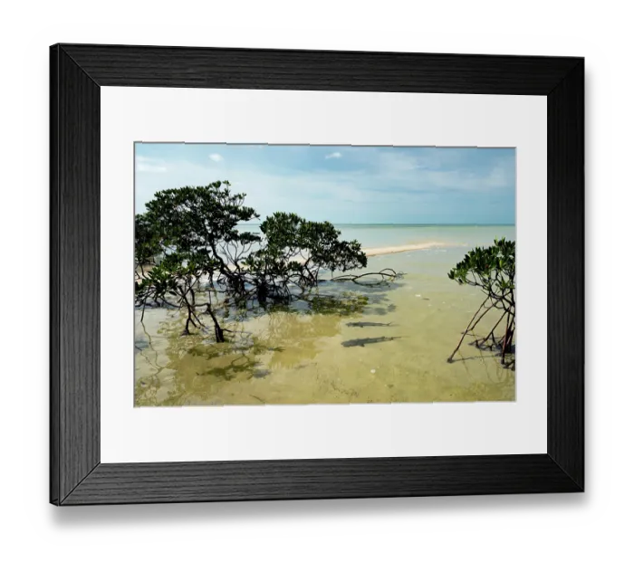Framed Print : Two Lemon shark (Negaprion brevirostris) pups sheltering in a mangrove creek at low tide, Eleuthera, Bahamas, Caribbean Sea Framed Print : Two Lemon shark (Negaprion brevirostris) pups sheltering in a mangrove creek at low tide, Eleuthera, Bahamas, Caribbean Sea