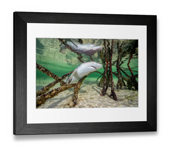 Framed Print : Lemon shark (Negaprion brevirostris) pup swimming through roots of Red mangrove tree (Rhizophora mangle), Eleuthera, Bahamas, Caribbean Sea Framed Print : Lemon shark (Negaprion brevirostris) pup swimming through roots of Red mangrove tree (Rhizophora mangle), Eleuthera, Bahamas, Caribbean Sea