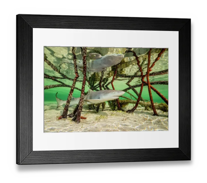 Framed Print : Lemon shark (Negaprion brevirostris) pup swimming through roots of Red mangrove tree (Rhizophora mangle), Eleuthera, Bahamas, Caribbean Sea Framed Print : Lemon shark (Negaprion brevirostris) pup swimming through roots of Red mangrove tree (Rhizophora mangle), Eleuthera, Bahamas, Caribbean Sea