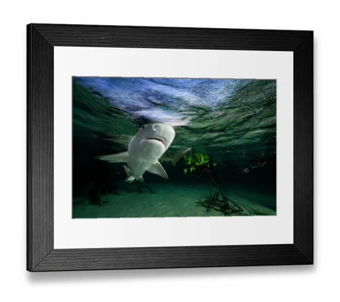 Framed Print : Lemon shark (Negaprion brevirostris) pup in mangrove nursery, Eleuthera, Bahamas, Caribbean Sea Framed Print : Lemon shark (Negaprion brevirostris) pup in mangrove nursery, Eleuthera, Bahamas, Caribbean Sea