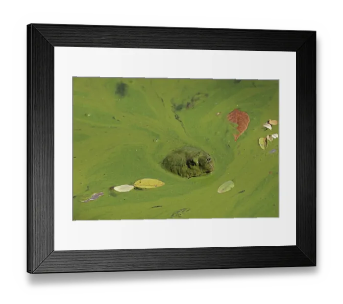 Framed Print : Snapping turtle (Chelydra serpentina) with head above water surface in blue green algal bloom (Woronichinia naegeliana). The microcystin produced is toxic to wildlife and humans Framed Print : Snapping turtle (Chelydra serpentina) with head above water surface in blue green algal bloom (Woronichinia naegeliana). The microcystin produced is toxic to wildlife and humans