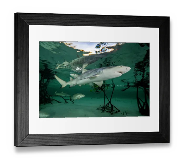 Framed Print : Two Lemon shark (Negaprion brevirostris) pups in mangrove nursery, Eleuthera, Bahamas, Caribbean Sea Framed Print : Two Lemon shark (Negaprion brevirostris) pups in mangrove nursery, Eleuthera, Bahamas, Caribbean Sea