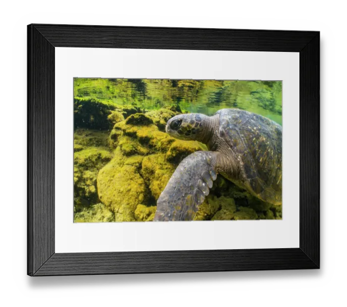 Framed Print : Green turtle (Chelonia mydas) resting in the shallows, Caleta Dereck, Isabela Island, Galapagos Islands, Pacific Ocean. Endangered Framed Print : Green turtle (Chelonia mydas) resting in the shallows, Caleta Dereck, Isabela Island, Galapagos Islands, Pacific Ocean. Endangered