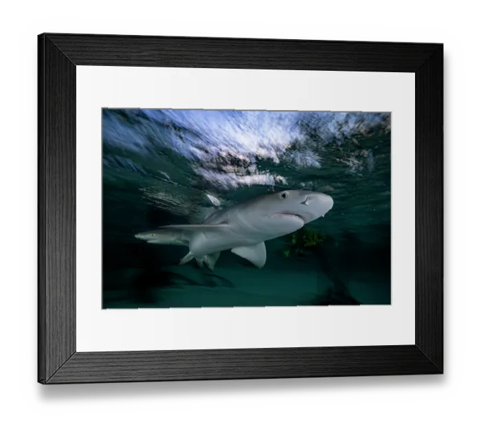 Framed Print : Two Lemon shark (Negaprion brevirostris) pups in a mangrove nursery, Eleuthera, Bahamas, Caribbean Sea Framed Print : Two Lemon shark (Negaprion brevirostris) pups in a mangrove nursery, Eleuthera, Bahamas, Caribbean Sea