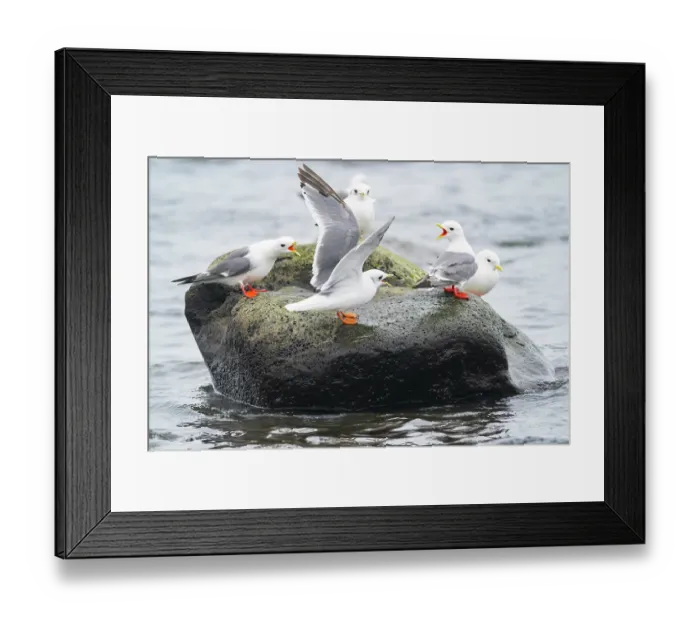 Framed Print : Group of Red-legged kittiwakes (Rissa brevirostris) adults in breeding plumage, perched on a rock in water, two calling aggressively as an immature Kittiwake lands between them Framed Print : Group of Red-legged kittiwakes (Rissa brevirostris) adults in breeding plumage, perched on a rock in water, two calling aggressively as an immature Kittiwake lands between them