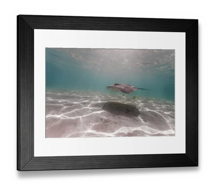 Framed Print : Pink whipray (Himantura fai) swimming over sandy seabed in clear waters in the late afternoon sun, Moorea, French Polynesia, Pacific Ocean Framed Print : Pink whipray (Himantura fai) swimming over sandy seabed in clear waters in the late afternoon sun, Moorea, French Polynesia, Pacific Ocean