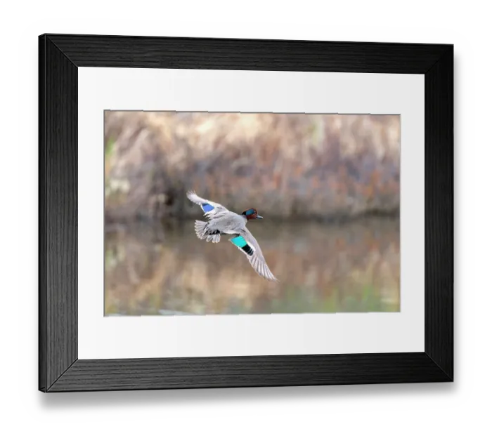 Framed Print : Green-winged teal (Anas crecca) male, in flight over a marshland pool, Alaska, USA. May Framed Print : Green-winged teal (Anas crecca) male, in flight over a marshland pool, Alaska, USA. May