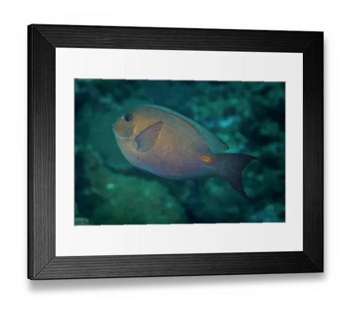 Framed Print : Bluelined surgeonfish (Acanthurus nubilus) portrait, Munda, New Georgia, Western province, Solomon Islands, Pacific Ocean