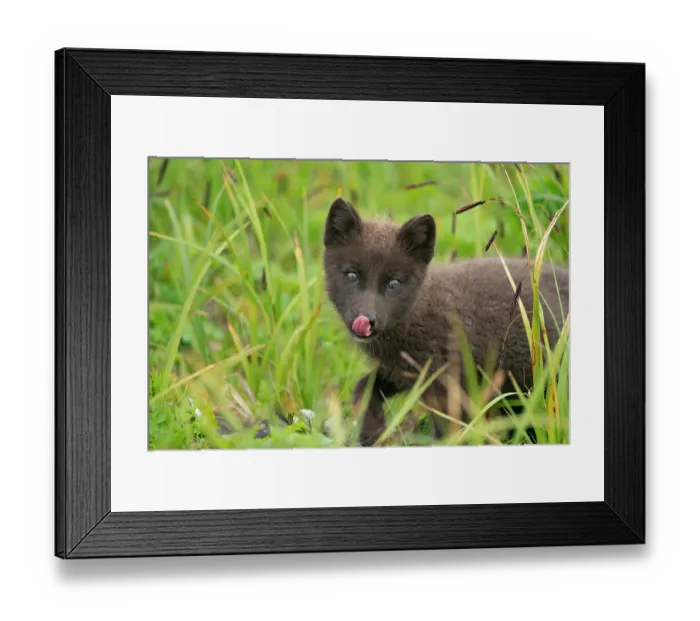 Framed Print : Pribilof Islands arctic fox (Vulpes lagopus pribilofensis) blue morph cub, licking its lips while feeding on dead seabird, St. Paul, Pribilof Islands, Alaska, USA. August Framed Print : Pribilof Islands arctic fox (Vulpes lagopus pribilofensis) blue morph cub, licking its lips while feeding on dead seabird, St. Paul, Pribilof Islands, Alaska, USA. August