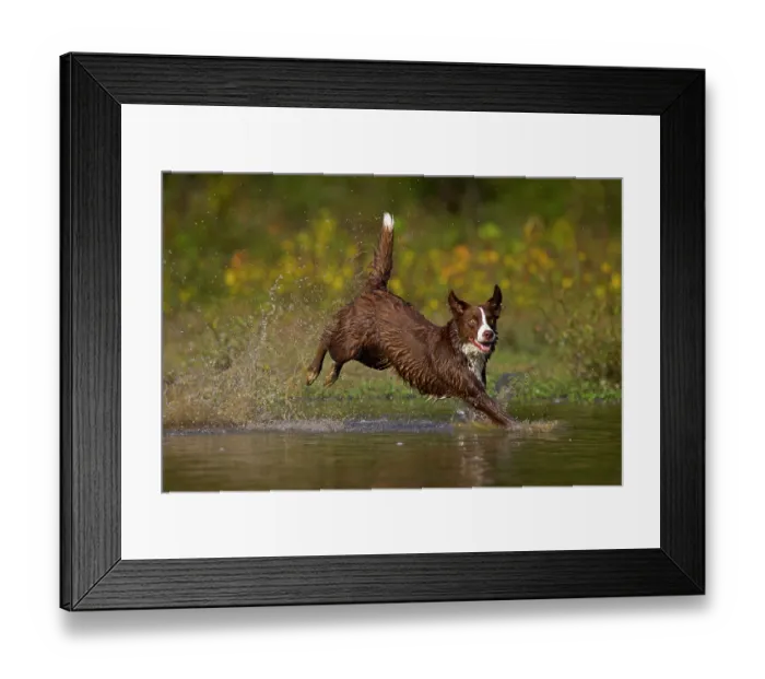 Framed Print : Chocolate border collie running through water, Maryland, USA. October Framed Print : Chocolate border collie running through water, Maryland, USA. October