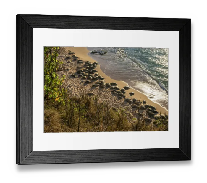 Framed Print : Group of Green turtles (Chelonia mydas) resting on the shore, Maui, Hawaii. Endangered Framed Print : Group of Green turtles (Chelonia mydas) resting on the shore, Maui, Hawaii. Endangered