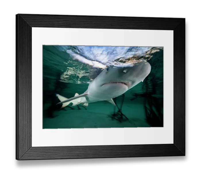 Framed Print : Lemon shark (Negaprion brevirostris) pup in mangrove nursery, Eleuthera, Bahamas, Caribbean Sea Framed Print : Lemon shark (Negaprion brevirostris) pup in mangrove nursery, Eleuthera, Bahamas, Caribbean Sea
