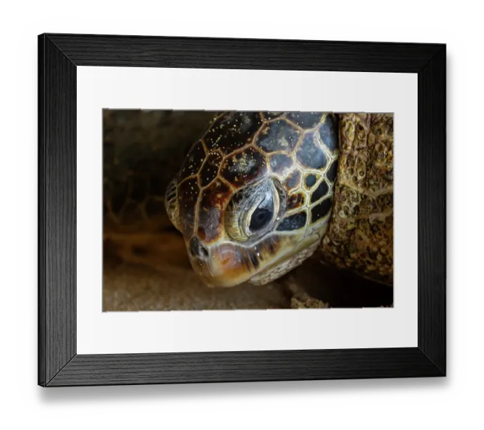Framed Print : Green turtle (Chelonia mydas) head portrait, Maui, Hawaii. Endangered