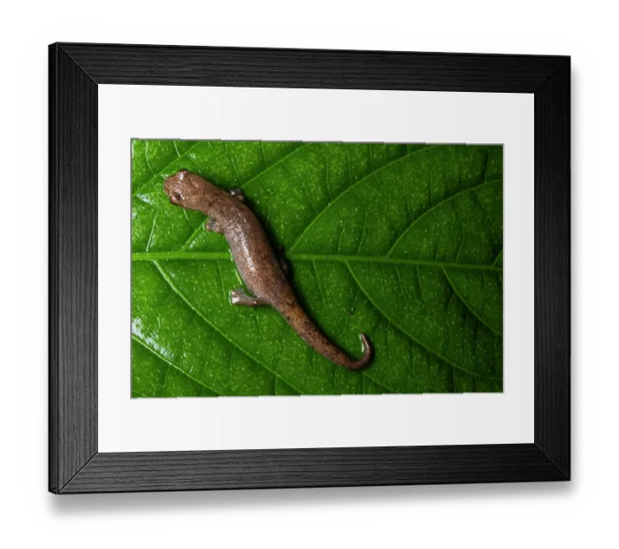 Framed Print : Northern banana salamander (Bolitoglossa rufescens) resting on leaf, Finca Sacmoc, Alta Verapaz, Guatemala Framed Print : Northern banana salamander (Bolitoglossa rufescens) resting on leaf, Finca Sacmoc, Alta Verapaz, Guatemala