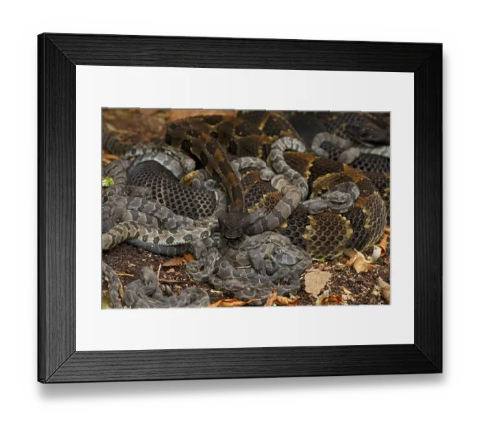 Framed Print : Group of Timber rattlesnakes (Crotalus horridus) gravid females with newborn young, resting, Pennsylvania, USA. September Framed Print : Group of Timber rattlesnakes (Crotalus horridus) gravid females with newborn young, resting, Pennsylvania, USA. September