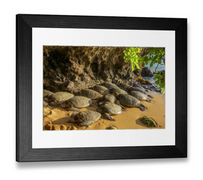 Framed Print : Group of Green turtles (Chelonia mydas) resting on the shore, Maui, Hawaii. Endangered