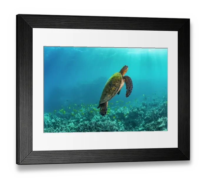 Framed Print : Green turtle (Chelonia mydas) rising to the surface to breathe, Kona Coast, Big Island, Hawaii, Pacific Ocean. Endangered Framed Print : Green turtle (Chelonia mydas) rising to the surface to breathe, Kona Coast, Big Island, Hawaii, Pacific Ocean. Endangered