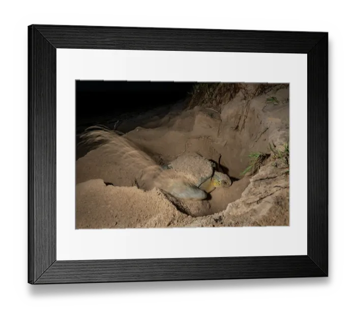 Framed Print : Green turtle (Chelonia mydas) female, nesting on beach at night, Rancho Nuevo Sea Turtle Sanctuary, Tamaulipas, Mexico Endangered Framed Print : Green turtle (Chelonia mydas) female, nesting on beach at night, Rancho Nuevo Sea Turtle Sanctuary, Tamaulipas, Mexico Endangered