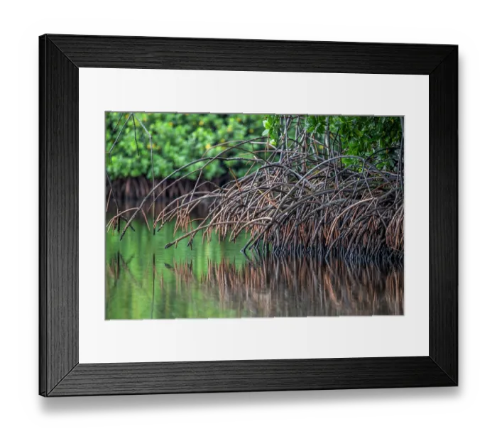 Framed Print : Red mangrove (Rhizophora mangle) prop roots fringing a river, near Munda, New Georgia, Western Province, Solomon Islands Framed Print : Red mangrove (Rhizophora mangle) prop roots fringing a river, near Munda, New Georgia, Western Province, Solomon Islands
