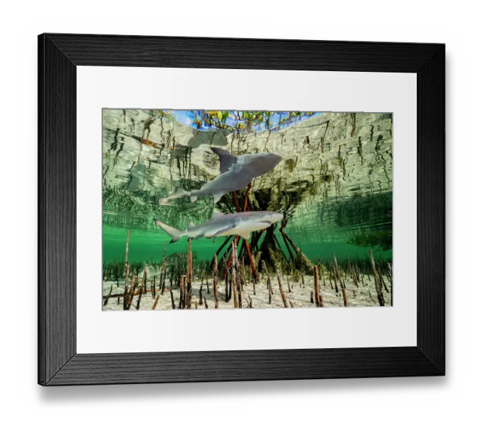 Framed Print : Lemon shark (Negaprion brevirostris) pup in mangrove nursery, Eleuthera, Bahamas, Caribbean Sea