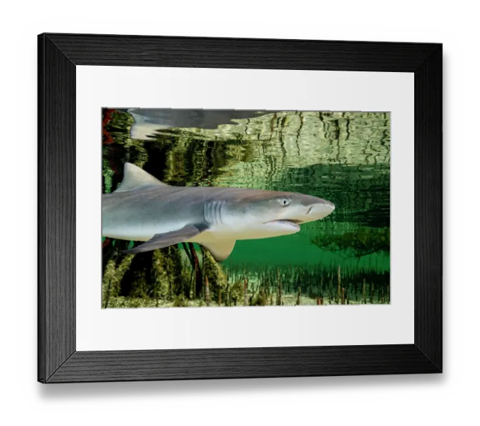Framed Print : Lemon shark (Negaprion brevirostris) pup in mangrove nursery, Eleuthera, Bahamas, Caribbean Sea Framed Print : Lemon shark (Negaprion brevirostris) pup in mangrove nursery, Eleuthera, Bahamas, Caribbean Sea