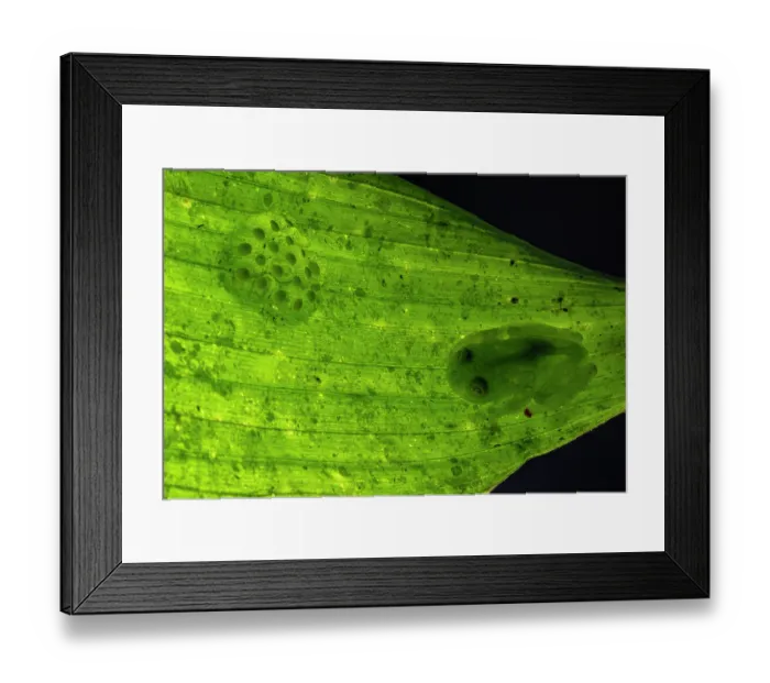 Framed Print : Glass frog (Hyalinobatrachium viridissimum) male, camouflaged on leaf caring for eggs, Finca Sacmoc, Alta Verapaz, Guatemala Framed Print : Glass frog (Hyalinobatrachium viridissimum) male, camouflaged on leaf caring for eggs, Finca Sacmoc, Alta Verapaz, Guatemala