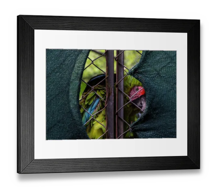 Framed Print : Great green macaw (Ara ambiguus) used for captive breeding, peering out from behind wire fence, Punta Islita, Nicoya Peninsula, Costa Rica. August. Captive. Critically endangered Framed Print : Great green macaw (Ara ambiguus) used for captive breeding, peering out from behind wire fence, Punta Islita, Nicoya Peninsula, Costa Rica. August. Captive. Critically endangered