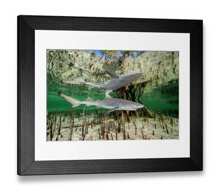 Framed Print : Lemon shark (Negaprion brevirostris) pup in mangrove nursery, Eleuthera, Bahamas, Caribbean Sea Framed Print : Lemon shark (Negaprion brevirostris) pup in mangrove nursery, Eleuthera, Bahamas, Caribbean Sea