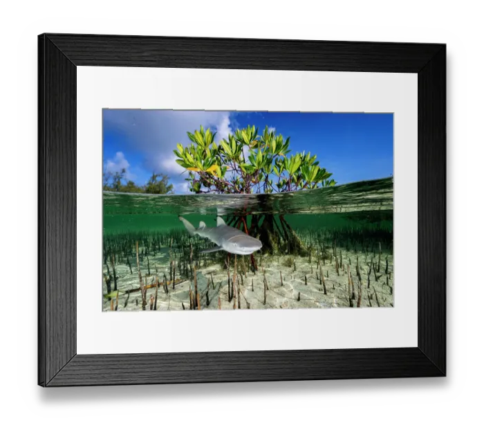 Framed Print : Split level view of Lemon shark (Negaprion brevirostris) pup in mangrove nursery, Eleuthera, Bahamas, Caribbean Sea Framed Print : Split level view of Lemon shark (Negaprion brevirostris) pup in mangrove nursery, Eleuthera, Bahamas, Caribbean Sea