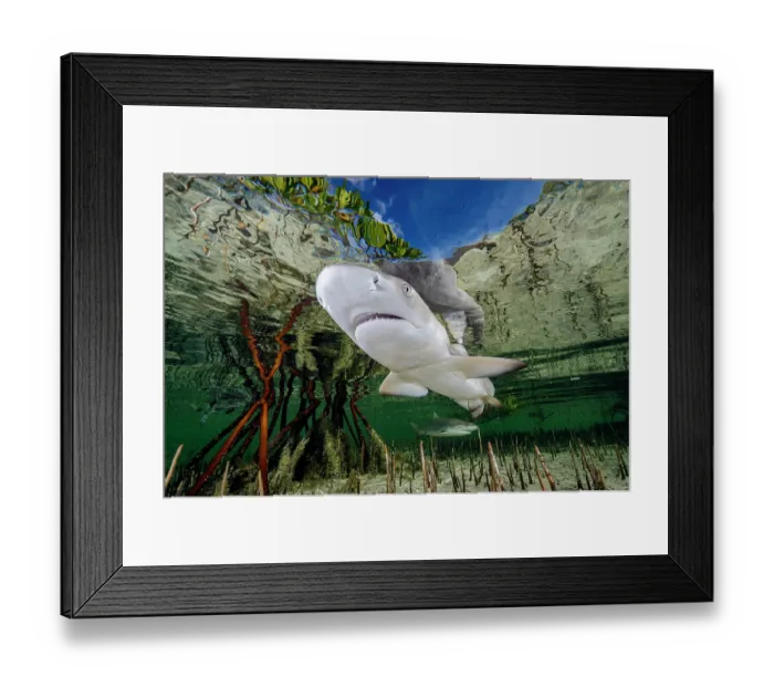 Framed Print : Lemon shark (Negaprion brevirostris) pup in mangrove nursery, Eleuthera, Bahamas, Caribbean Sea Framed Print : Lemon shark (Negaprion brevirostris) pup in mangrove nursery, Eleuthera, Bahamas, Caribbean Sea