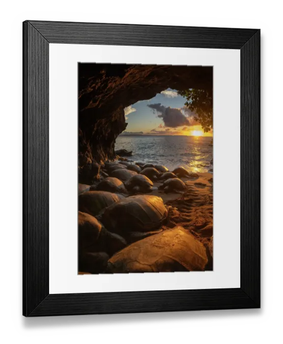 Framed Print : Group of Green turtles (Chelonia mydas) resting in a cave at sunset, Maui, Hawaii. Endangered Framed Print : Group of Green turtles (Chelonia mydas) resting in a cave at sunset, Maui, Hawaii. Endangered
