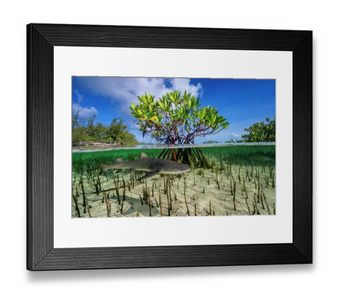 Framed Print : Split level view of Lemon shark (Negaprion brevirostris) pup in a mangrove nursery, Eleuthera, Bahamas, Caribbean Sea Framed Print : Split level view of Lemon shark (Negaprion brevirostris) pup in a mangrove nursery, Eleuthera, Bahamas, Caribbean Sea