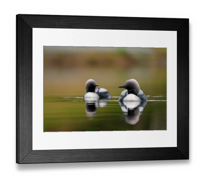 Framed Print : Pacific loons (Gavia pacifica) pair in breeding plumage, on water, Anchorage, Alaska, USA. May Framed Print : Pacific loons (Gavia pacifica) pair in breeding plumage, on water, Anchorage, Alaska, USA. May