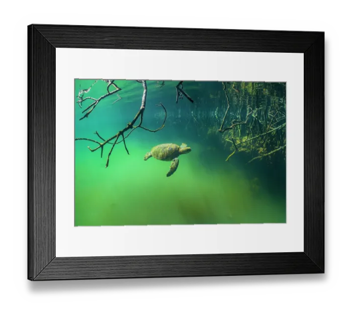 Framed Print : Green turtle (Chelonia mydas) resting in mangrove inlet, Posa de los Patillos, Fernadina Island, Galapagos Islands. Endangered Framed Print : Green turtle (Chelonia mydas) resting in mangrove inlet, Posa de los Patillos, Fernadina Island, Galapagos Islands. Endangered