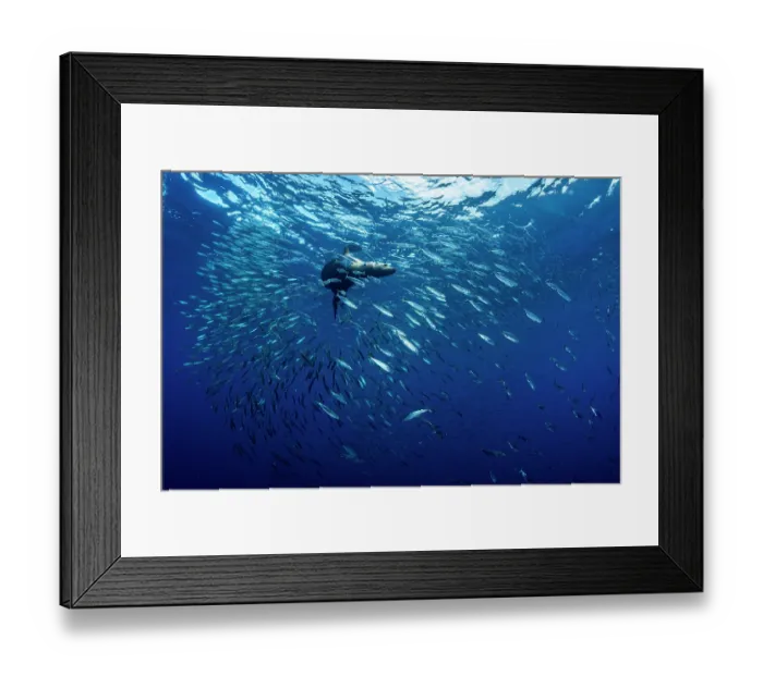 Framed Print : California sea lion (Zalophus californianus) hunting a baitball of Sardines (Sardinops sagax), La Ventana, Sea of Cortez, Baja California, Mexico Framed Print : California sea lion (Zalophus californianus) hunting a baitball of Sardines (Sardinops sagax), La Ventana, Sea of Cortez, Baja California, Mexico